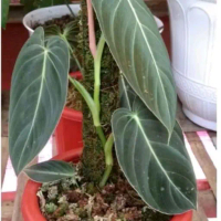 Tanaman hias philodendron melano cysum- philodendron melano.