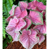 Anak Benih Ubi Keratan Segar Keladi Florida Sweetheart Caladium