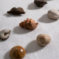 16種天然三葉蟲化石海洋生物螺化石植物菊石科普教學標本擺件收藏