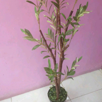 pohon zaitun artificial tinggi 100 cm uk pot 20