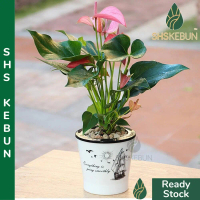 2-Layer Self Watering Pot Stylish Imitation Porcelain Cactus and Succulent with Hydroponic Pot Home 
