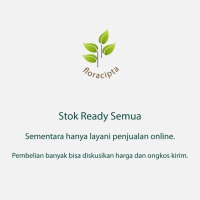 Bibit Jambu Citra Pohon Jambu Air Citra Tanaman Buah Jambu Air boleh COD
