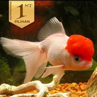 Koki Oranda Topi Merah Size M Ikan Hias Kolam Hiasan Aquarium Aquascape -
