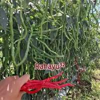 Benih Unggul Cabe Rahayu32 - CMK rahayu