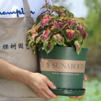 家用圓形加侖盆種菜盤草莓盆托盤月季盆桌面花綠植多肉植物盆栽盆