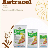 ANTRACOL FUNGISIDA 70 W++ZINC (obat anti jamur)