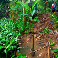 bibit bakau mangrove (propagules) boleh COD