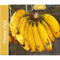 Pisang Raja Segar - Buah Pisang Raja Kuning Fresh | 1 Sisir [ Harga Per SISIR ]