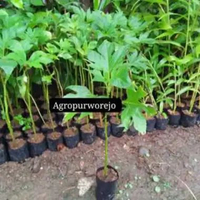 Bibit tanaman Herbal Daun Insulin / Yakon - Banyak Di Cari