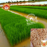 (5kg)BENIH PADI CIHERANG JUMBO KUALITAS SUPER ORIGINAL Biji