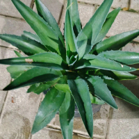 Tanaman hias import agave desmettiana