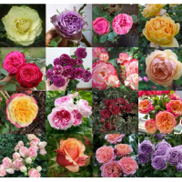 Tanaman Bunga Mawar Import - Bibit Tanaman Bunga Mawar David Austin Bergaransi dan Berlabel - Mawar 