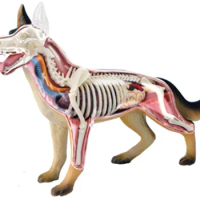 4D Animal Organ Anatomy Assembly Biological Model Scarlet Dog, Tiger Bull, Shark, Whale, Horse Chicken, Cat, Pig, Bear