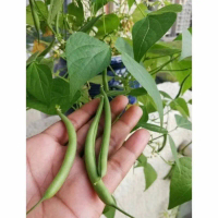 Biji benih buncis tegak/buncis baby kemasan premium