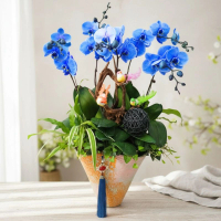 馬卡龍藍色大花蝴蝶蘭5棵 [PON25002] 蘭花 辦公室枱花 大堂枱花 開張 新春蘭花 年花 自家蘭花園種植