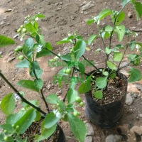 bibit Tanaman leunca ranti bobosa lalapan terong kecil hitam