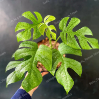 Tanaman hias Bibit Monstera Tetrasperma mini / Minima 2 - 3 Daun