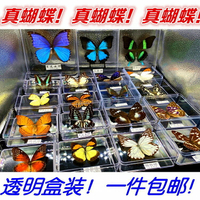 真蝴蝶標本透明盒裝相框工藝品展翅昆蟲學生教學道具手工制作禮品