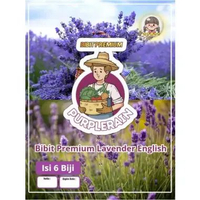 Bibit Premium Bunga Lavender English | Benih Bunga Lavender English
