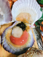 【天天來海鮮】日本活凍抱卵扇貝 重量:1公斤(8~10顆)