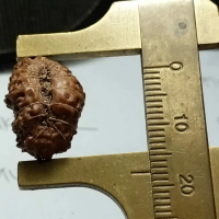 Rudraksha ganitri 16 mukhi diameter 13 mm x 18 mm