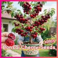 30pcs/pack Fresh Bonsai Cherry Seeds Legit Sweet Cherry Seeds for Planting Fruits Dwarf Cherry Tree 