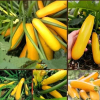 Benih zucchini kuning  tanaman