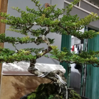 Bonsai Kawista Batu Siap Pajang