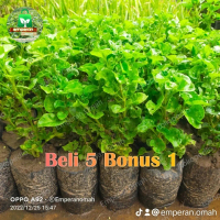 Bibit Tanaman Sayur Bayam Brazil Super Rimbun Murah Beli 5 Gratis 1 benih sayuran