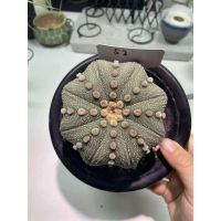 Pokok Kaktus Astrophytum asterias cv Star type S2 Artificial plant plastic home decor
