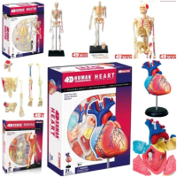 4D Master Model Colored Heart Assembled Human Anatomy Dimensional
