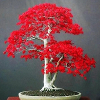 fythuid 20Pcs Red Maple Tree Seeds Palmatum Plant Bonsai Home Garden Yard Decor