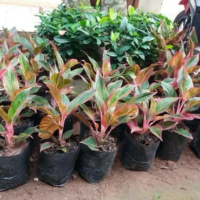 tanaman hias aglonema lipstik / aglonema lipstik