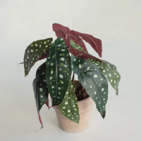 【花意空間】星點秋海棠仿真植栽(仿真植物 人造盆栽)