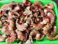 【天天來海鮮】野生大蝦母超大蝦仁清肉 每包500克約12/13大尾蝦仁🍤