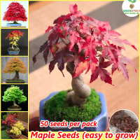 [100% Original Seed] 50pcs Red Maple Tree Seeds Acer Palmatum Bonsai Seeds for Planting Flowers Gard