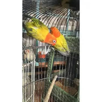 Burung Lovebird Biola Euwing Gold Sepasang