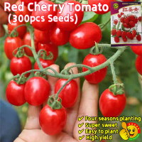 300 เมล็ด เมล็ดพันธุ์ มะเขือเทศเชอรี่ ปลูกได้ทั้งปี Red Cherry Tomato Seeds for Planting Sweet Fruit