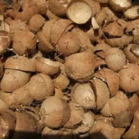 Batok kelapa ( tempurung kelapa) gerosir