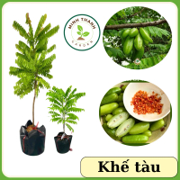 Cây Khế Tàu (Khế chuột, khế kiểng), cây đễ trồng, dễ chăm, cho trái trong thân, cây khế tàu