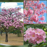 Bibit Bunga Tabebuya Sakura Pink