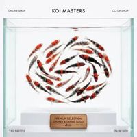 Bibit Ikan Koi hias berkualitas| Size 13β15 cm | MIX jenis | Produk unggulan