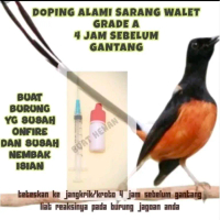 PROMO BELI 1 GRATIS 1 PENGGACOR SEKETIKA BONUS SUNTIKAN OBAT VITAMIN DOPING BURUNG KICAU MURAI BATU 