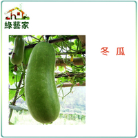 【綠藝家】G09.冬瓜 (青殼長冬瓜)種子0.8克(約15顆)