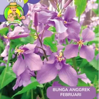 Benih Bibit Bunga Matahari Benih Murah Berkualitas Anggrek Februari