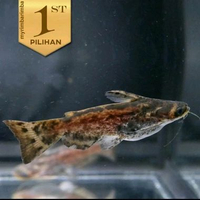 Colombian Catfish / Driftwood Catfish Ikan Hias Predator Hiasan Aquarium Aquascape