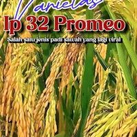 benih padi Inpari 32 promeo kemasan 1kg kualitas unggul Tanaman