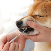 楓林宜居 廠家直銷寵物美牙筆狗狗貓咪用品刮牙垢牙結石清潔工具貓狗潔牙筆