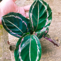 Calathea Pink Jessy | Tanaman Hias Indoor