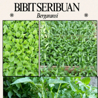 bibit sayuran cabe, terong, tomat dll bergaransi